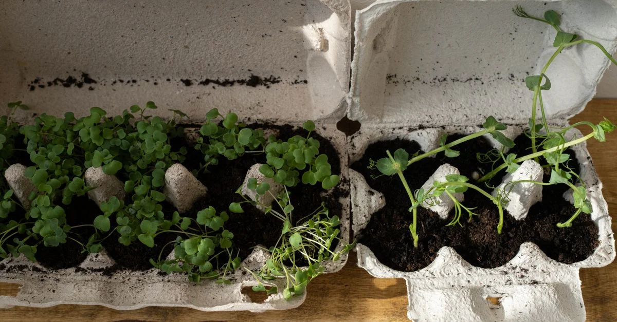 Herbes organiques poussant dans des cartons d'œufs recyclés sur une surface en bois, adoptant le jardinage zéro déchet.