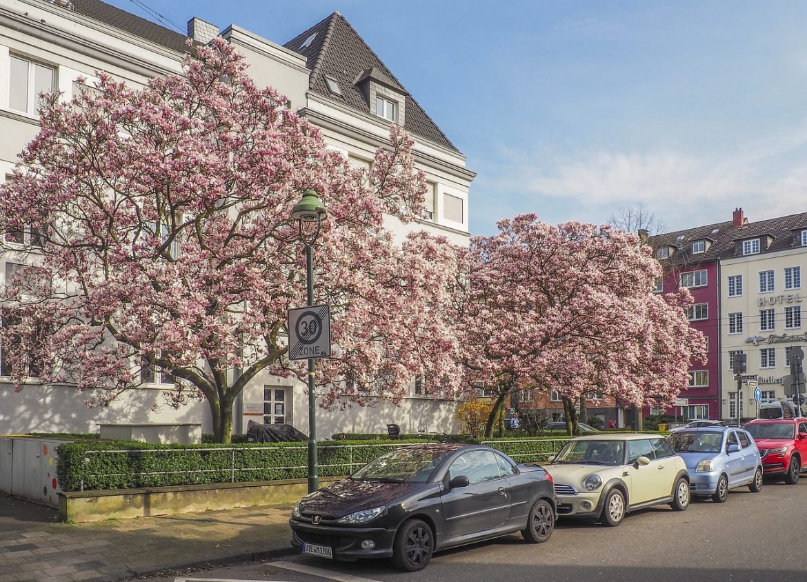 Découvrez tous nos conseils pour vos arbres décoratifs